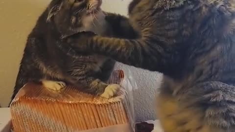 Funny cats