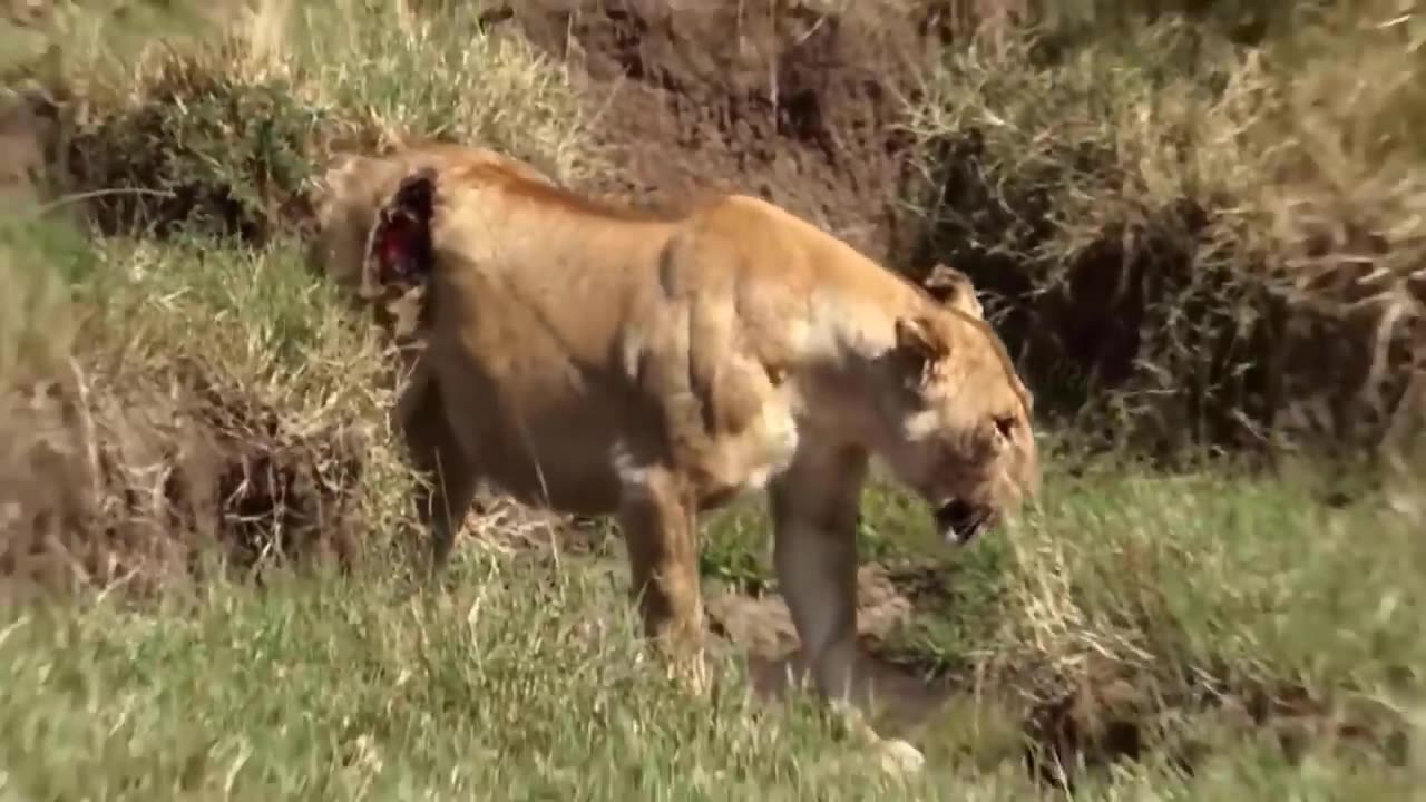 Buffalo and loin fighting