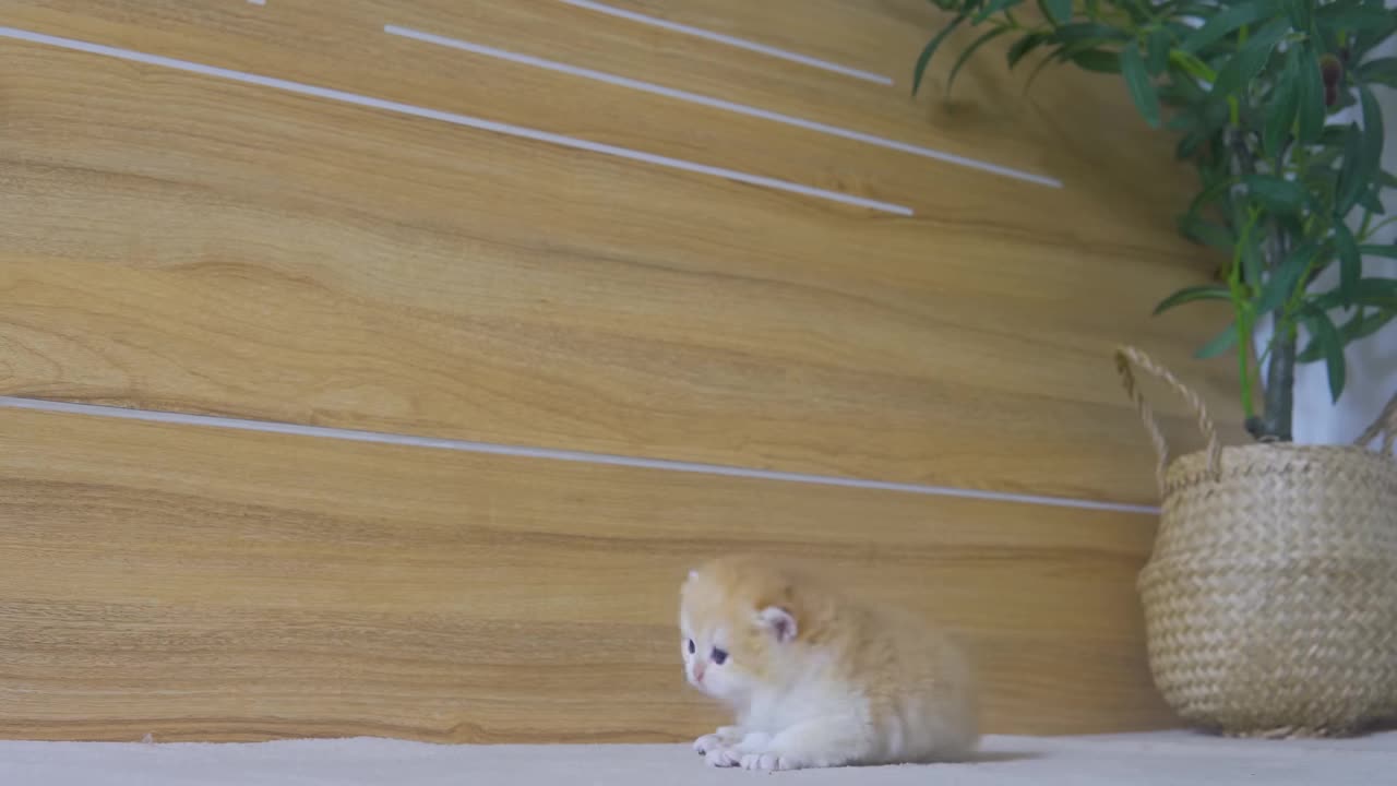 Tiny Kitten Pudding is crying to find mother cat