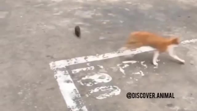 Funniest Cats, Dogs & Animals Videos🐶😻 #3