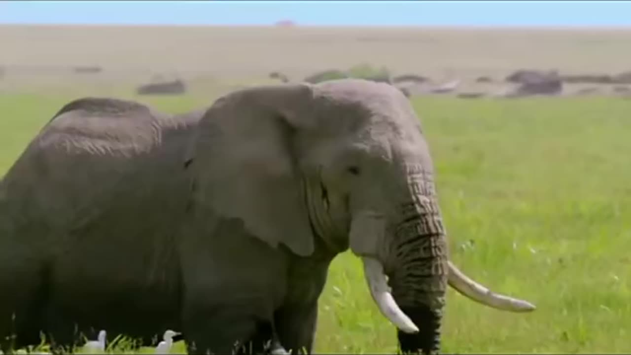 🐘🐘
