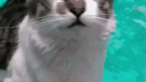 Cute Cat Gif