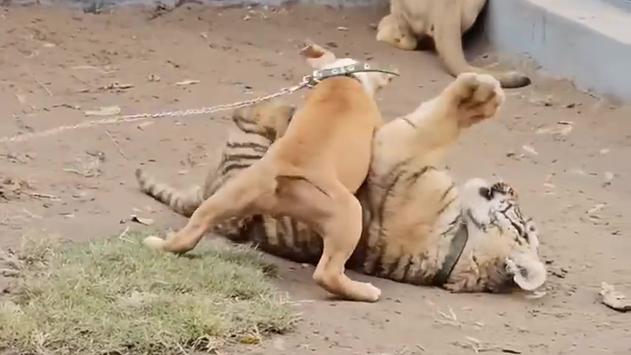 Dog Playing With Tiger - Nouman Hassan -