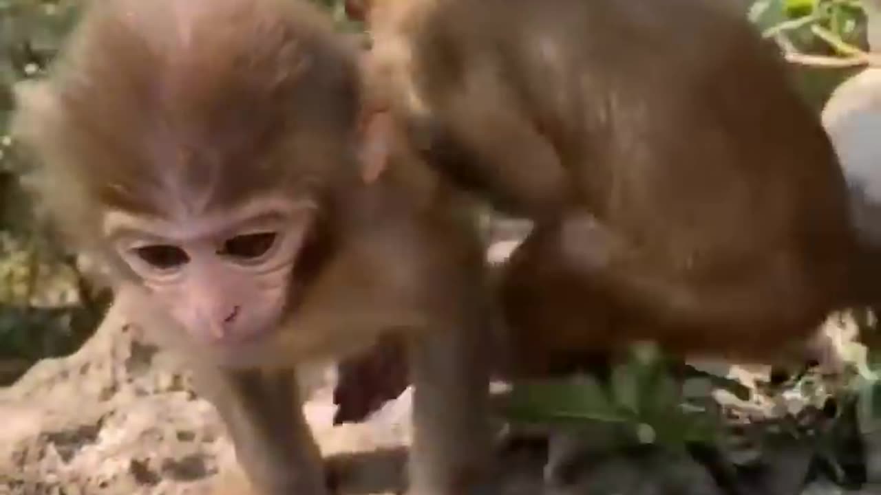 CUTIE BABIES AND ANIMALS! MUST WATCH!