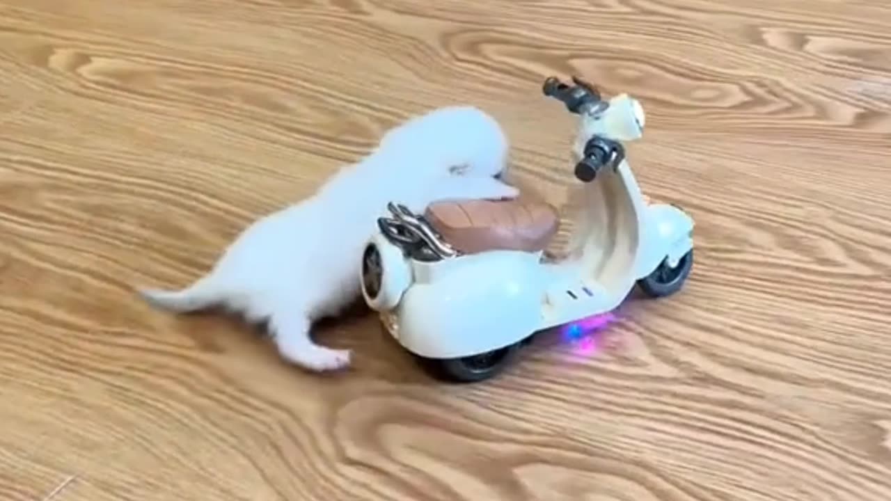Most Funniest video try not to laugh | Amazing Cat Funny Video