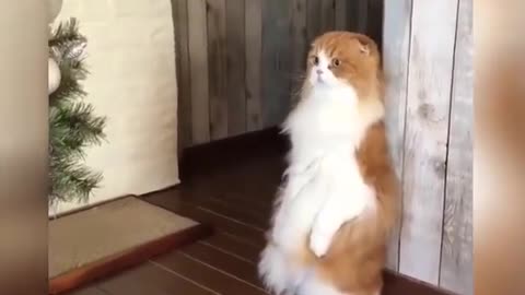 Funny Animals Video, super