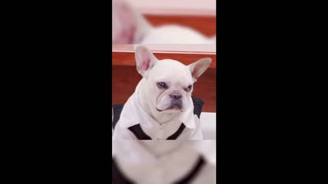 try not to fall in love with these cute and funny pet videos