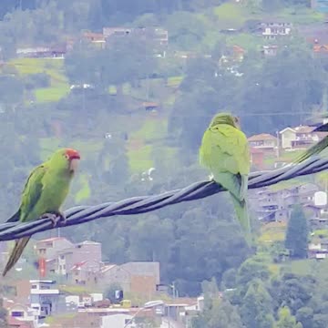 Red Masked Parrot Ecuador