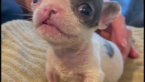 Are its red eyes crying?
