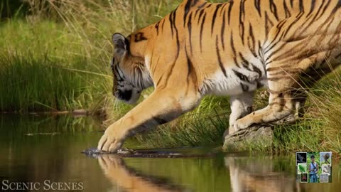 Spectacular Scenes of Big Cats - Part 01