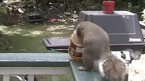 A Day in the Life of a Frustrated Squirrel