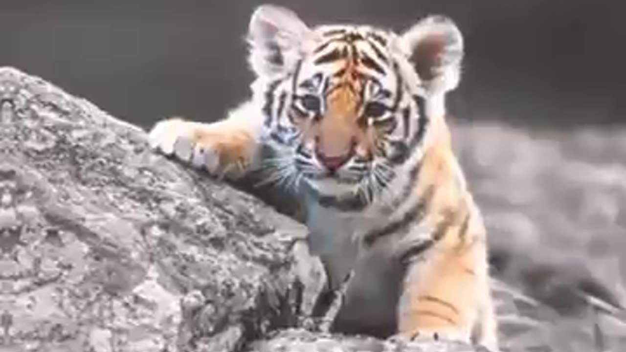 Sumatran tiger cub making love to the orange cat🤣--cute animal