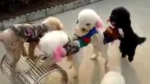 Cute dogs