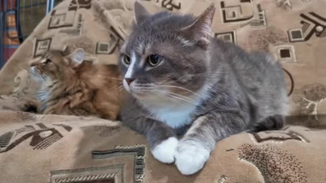 pet cats resting on the living room sofa.