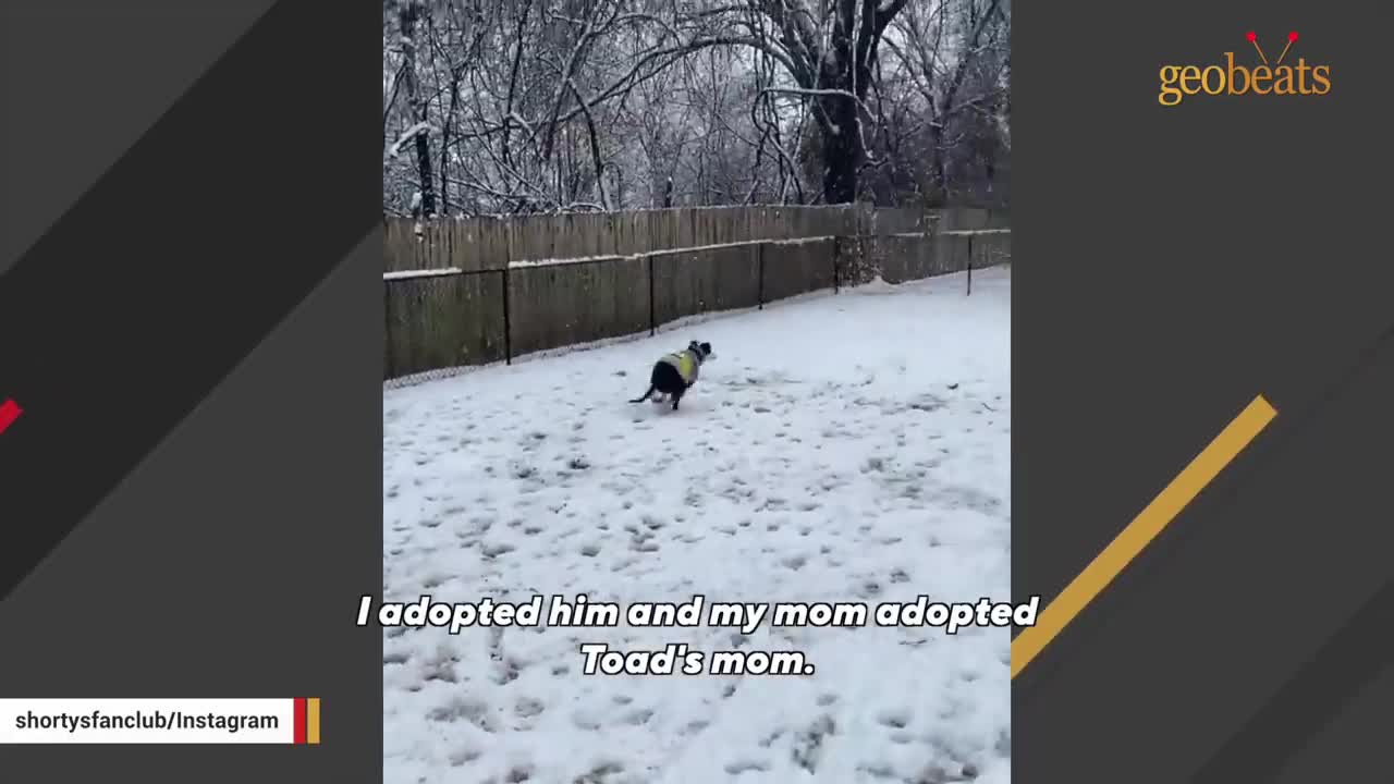 Senior chihuahua was sad and obese. So this woman adopted him.