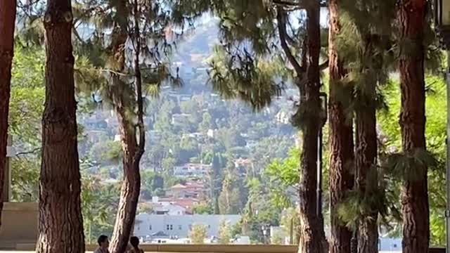 Little park above all the LA noise