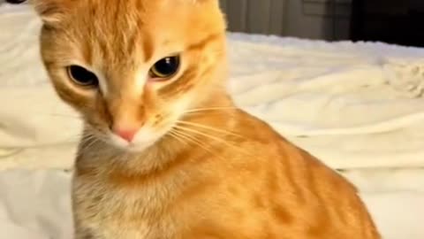 Orange cats compilation😹😹😹