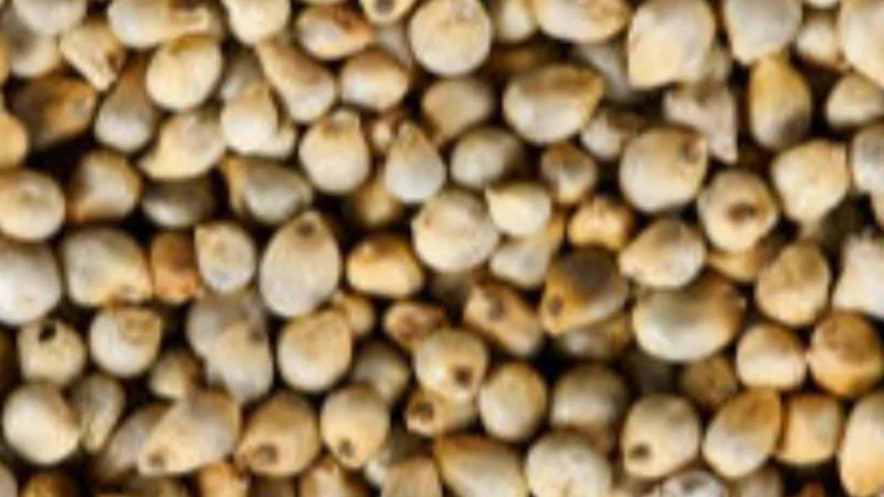 सर्दियों के मौसम में अमृत से कम नहीं बाजरा