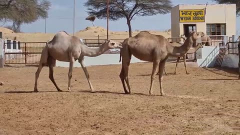 BIKANER CAMAL CENTRE