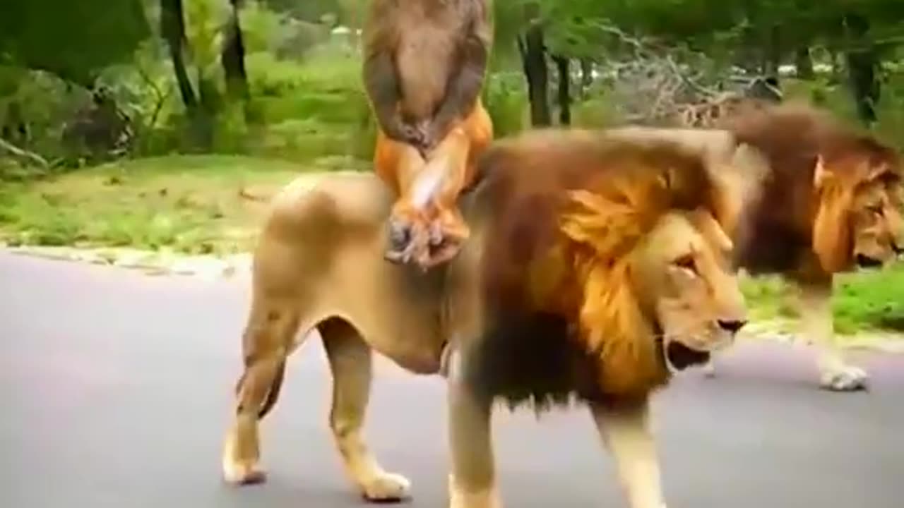 Amazing Lion And Cute Monkey Animal Videos 2022 #animals #shorts #viral #funnyvideo #shortvideo