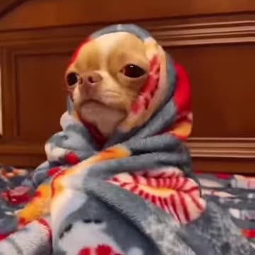 Funny doggg 🥺💚🔥✌️✌️#shorts #fun #funny animal