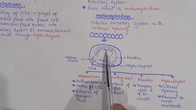 Excretion in earthworm - Metanephridium - Class 12 Biology_Cut