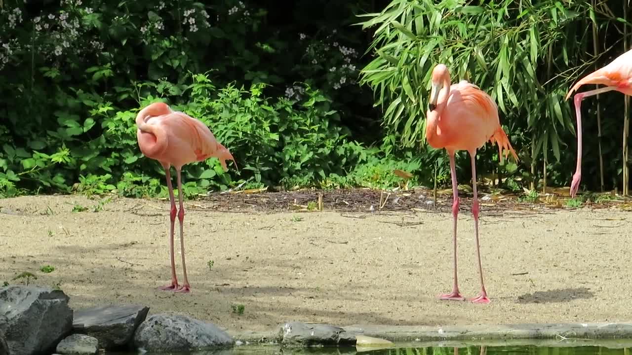 Proud Flamingo with his family