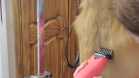 Golden Retriever forgets how his legs work