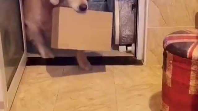 Baby cat funny videos | cat video