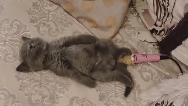 Cute Cat Funny Video Cute Cat Sleeping Videos Cute Animal Funny Videos Funny Cat Status