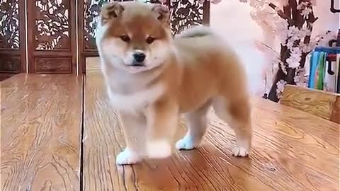 Dog performe a lion dance!! you think it so cute