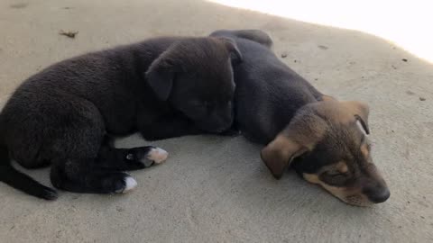 Adorable puppies 5 weeks old