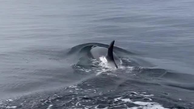 Orca grabs rhinoceros auklet by my boat!