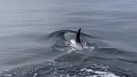 Orca grabs rhinoceros auklet by my boat!