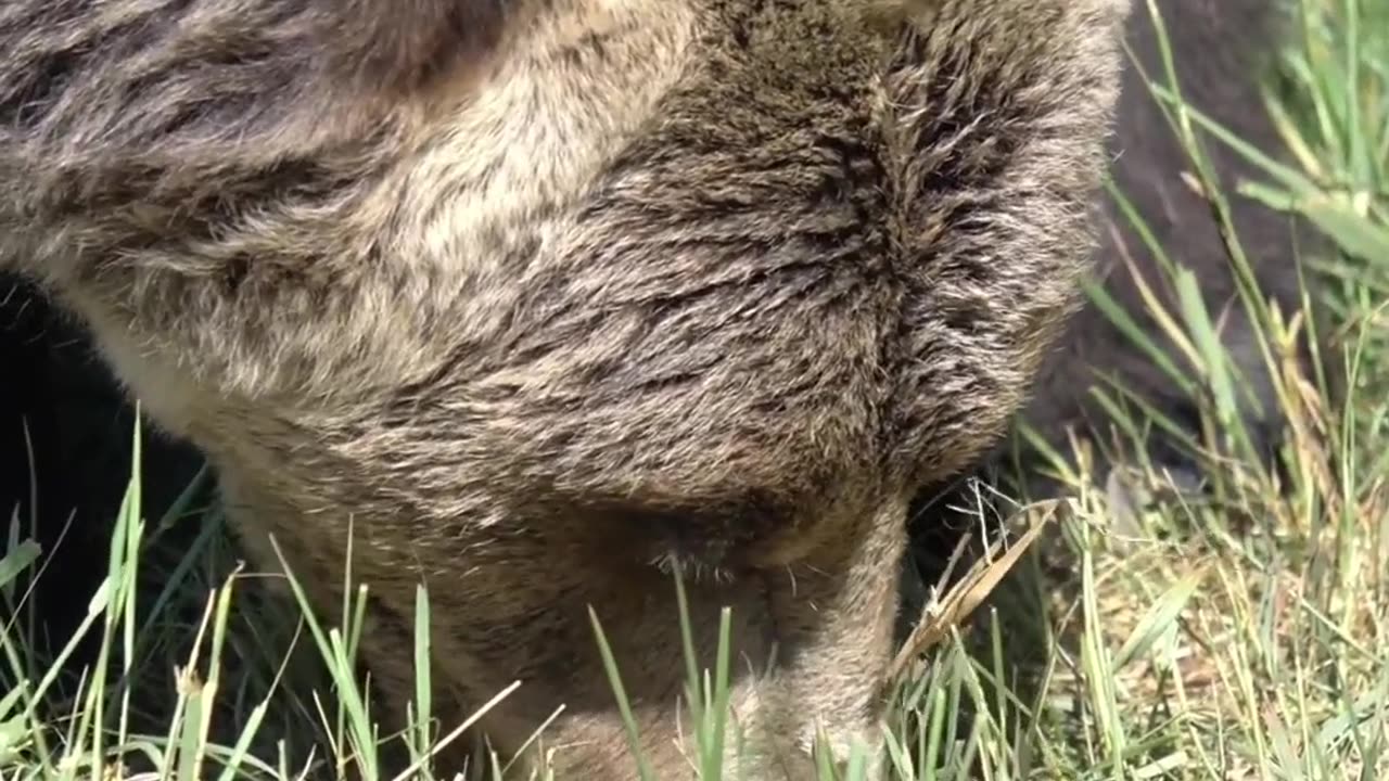 Grizzly Bear Attacks Idaho Archery Hunter