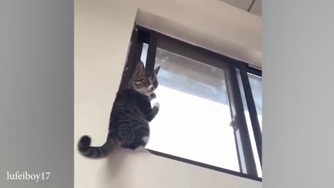 funny cat video