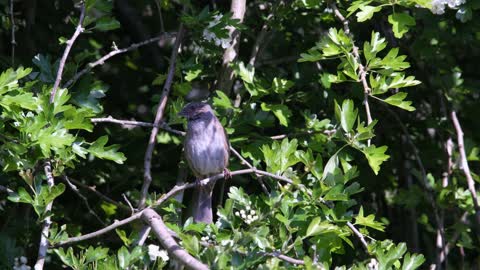 Love Bird in Nature
