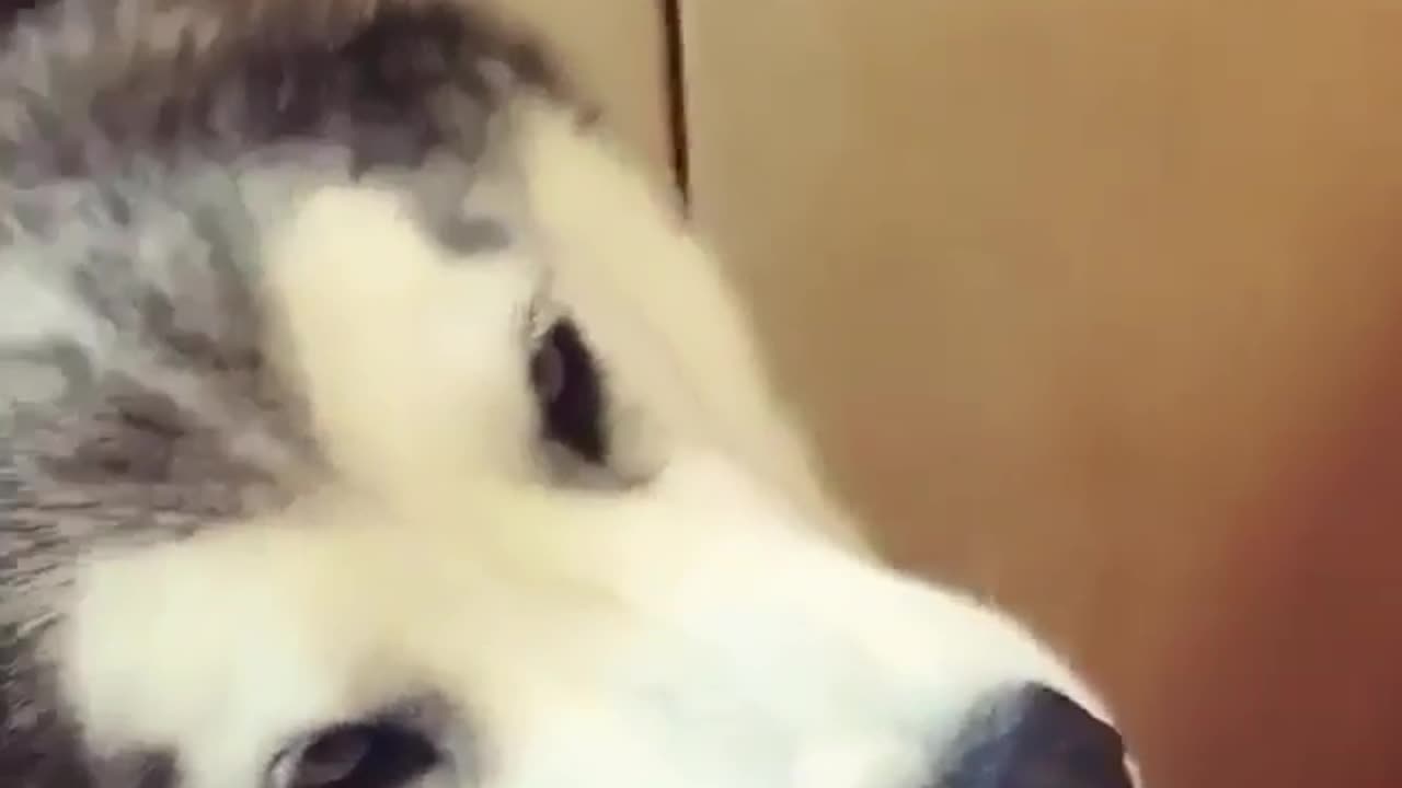 Cute Husky Face