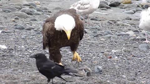 Bald Eagle Walking