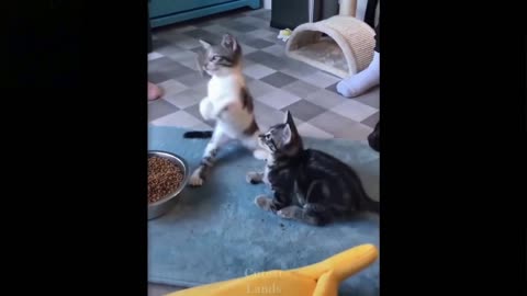 cats being intelligent