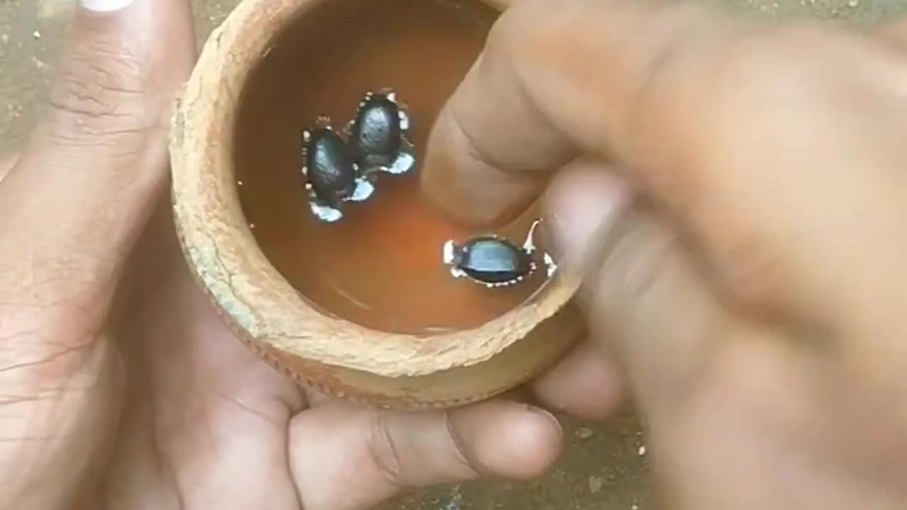 Growing custard apple from seeds 🍑.