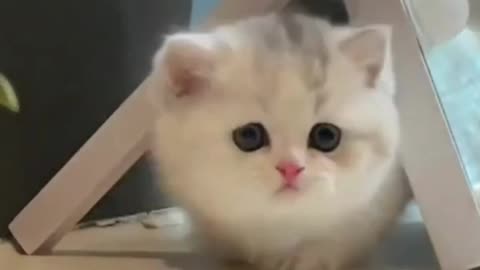 Kitty Comedy: Cats Being Hilariously Cute!!