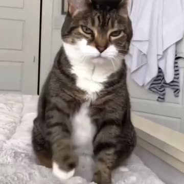 cat and dog funny video #rumble