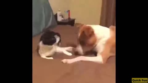 Dogs and Cats Very Funny Videos