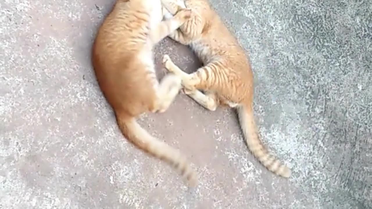 My pet funny with his brother