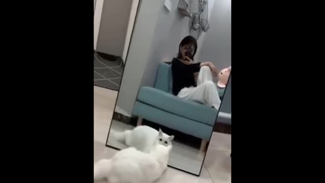 Funny Cat make My Day