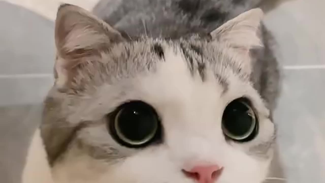 This is most wanted killer who kill people by its cuteness 🥰