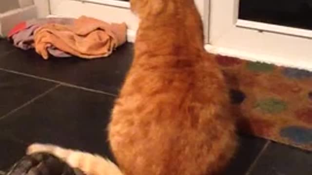 Tortoise attack cat