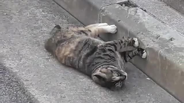 Cat lying on bricks to escape the heat