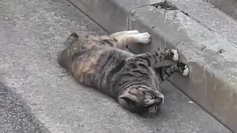 Cat lying on bricks to escape the heat